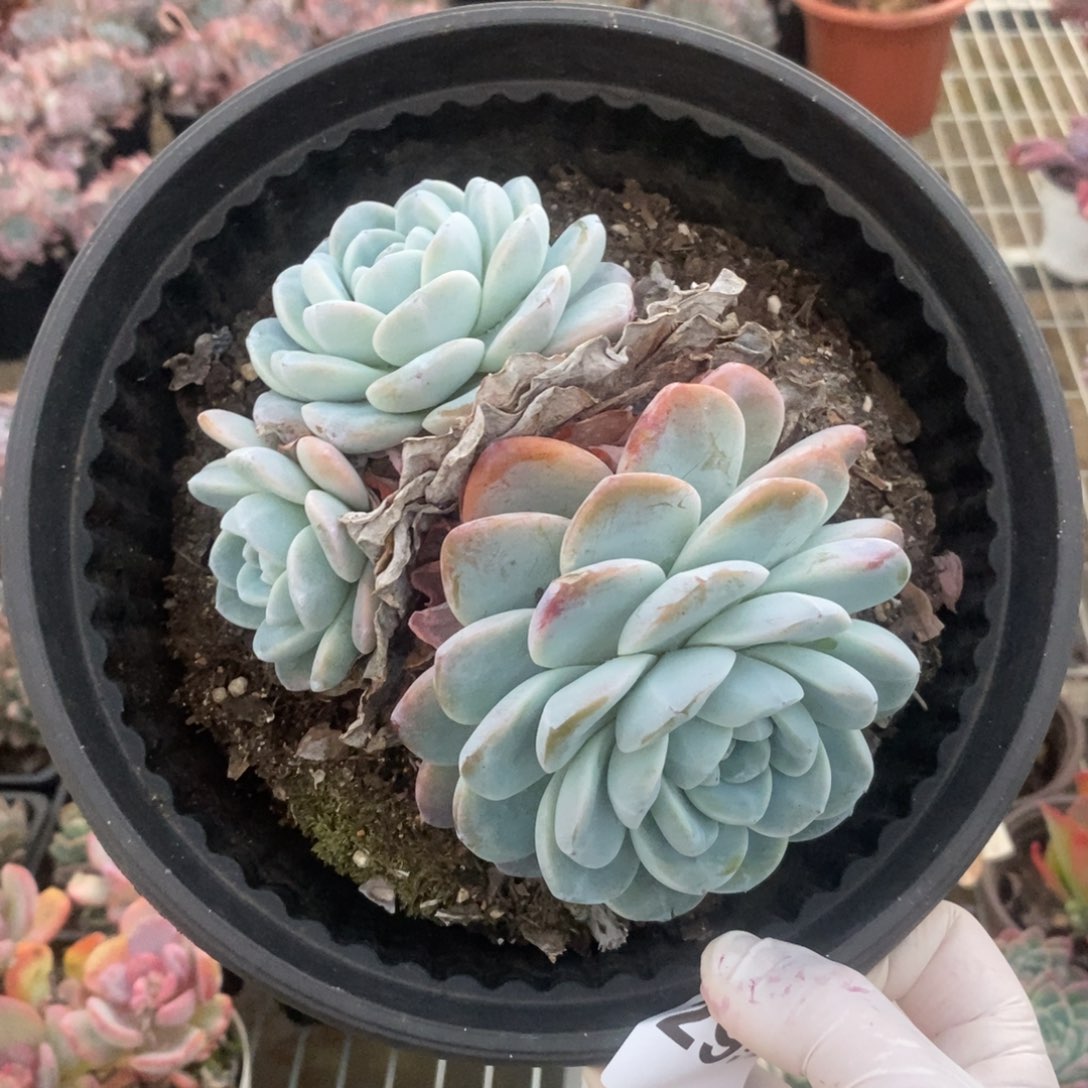 L***娘2952冰玉多头一物一拍