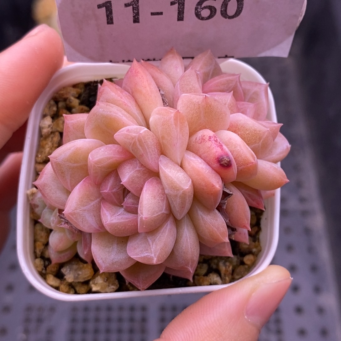 【闪购商品】11-160