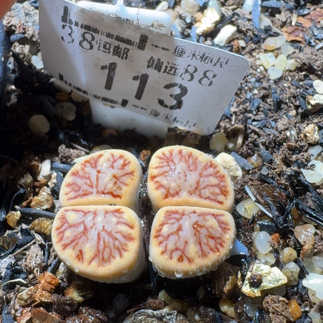 Sss清仓价可便宜了113