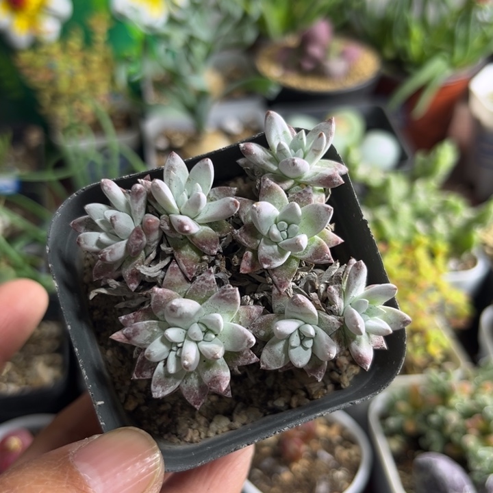 135 白菊多肉植物