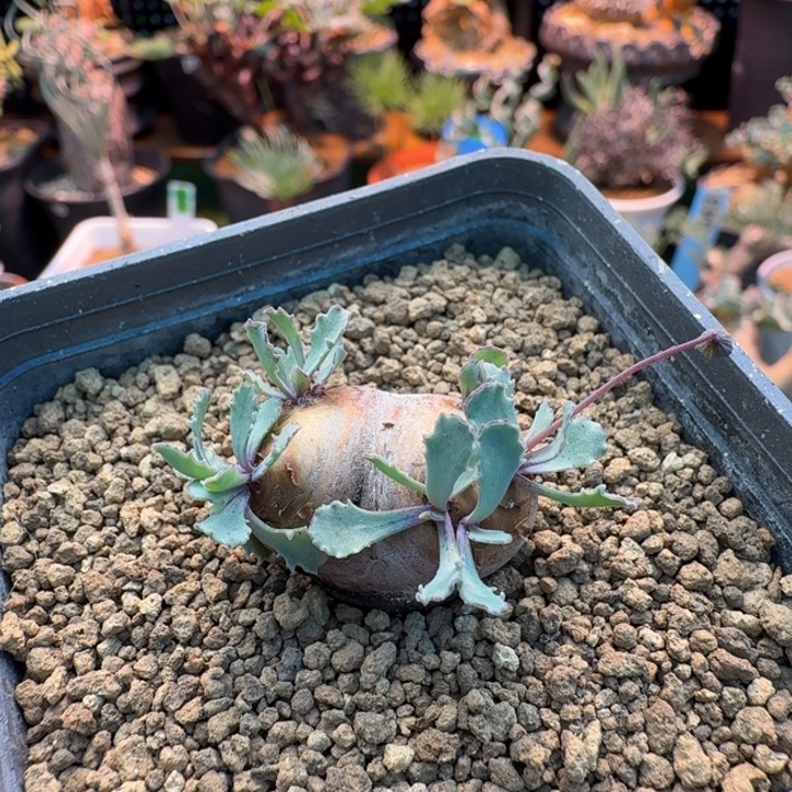 格加厚墩菊884 仙人球