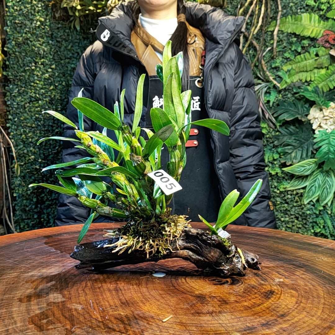 【闪购商品】005金钗，红指甲兰花