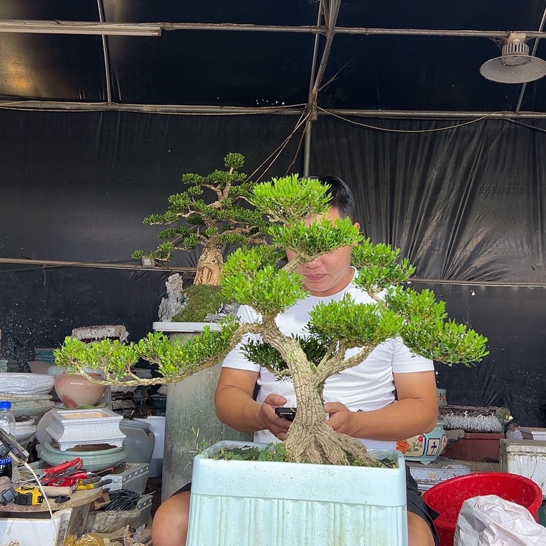 无花朵广东雀舌黄杨盆景