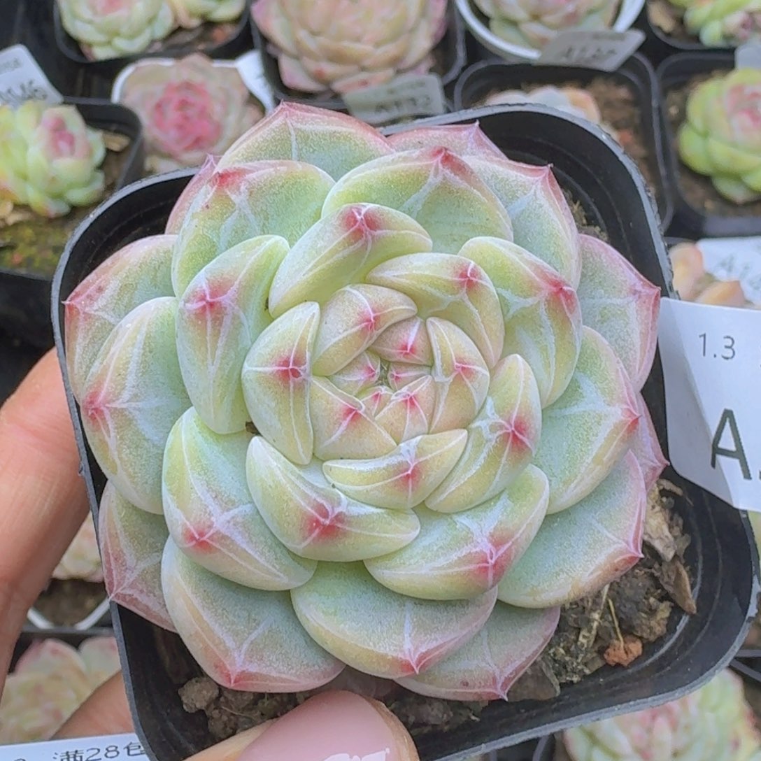 暗纹珍妮一颗带盆发