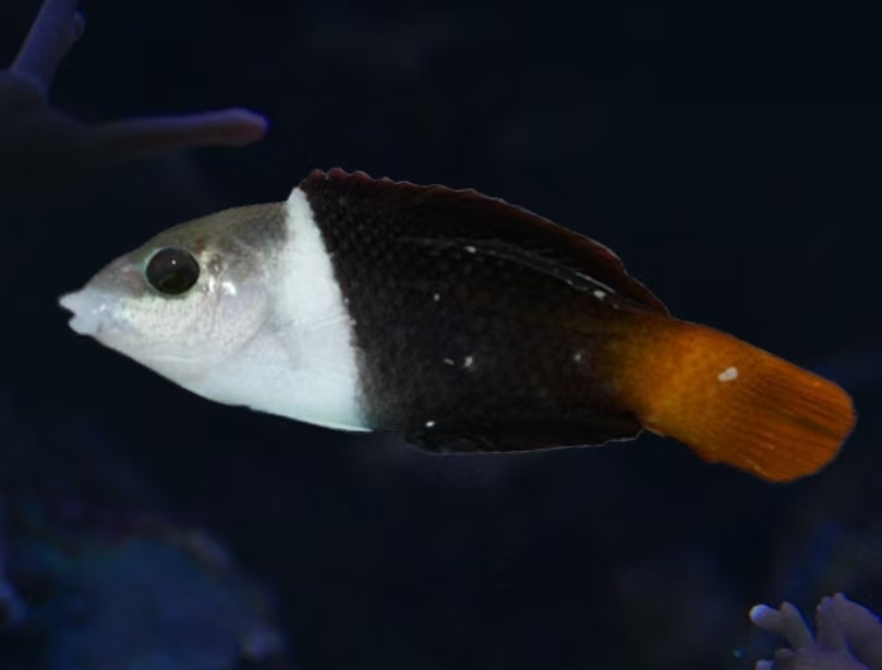 熊猫龙海水观赏鱼售后需开箱视频免包装费