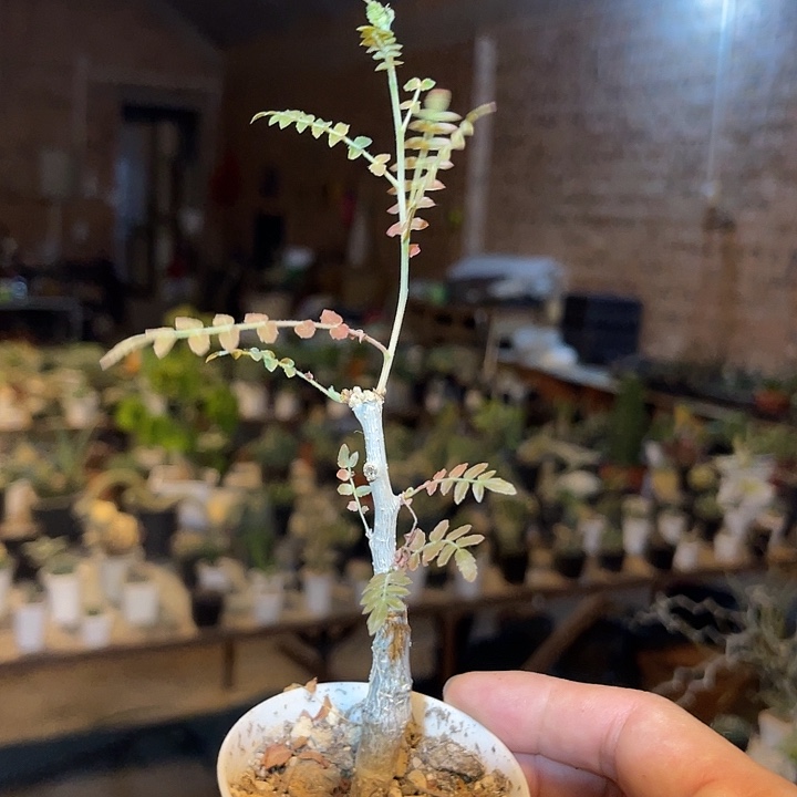 无花朵尼嘞达乳香一物一拍下单包邮
