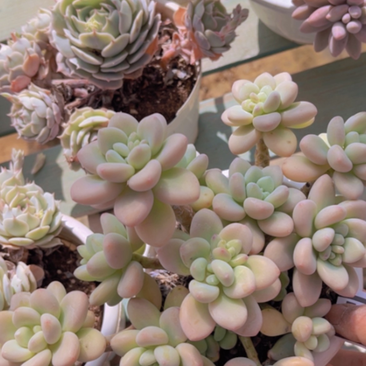 【闪购商品】香水洛神08162