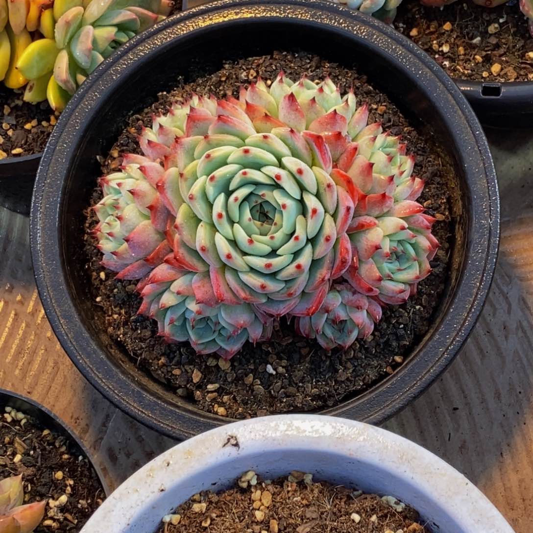 懂*48包邮一物一拍多肉