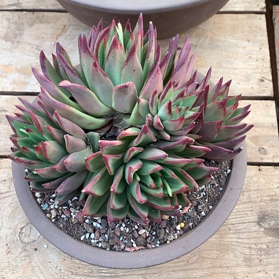 美肉特价活动开始啦