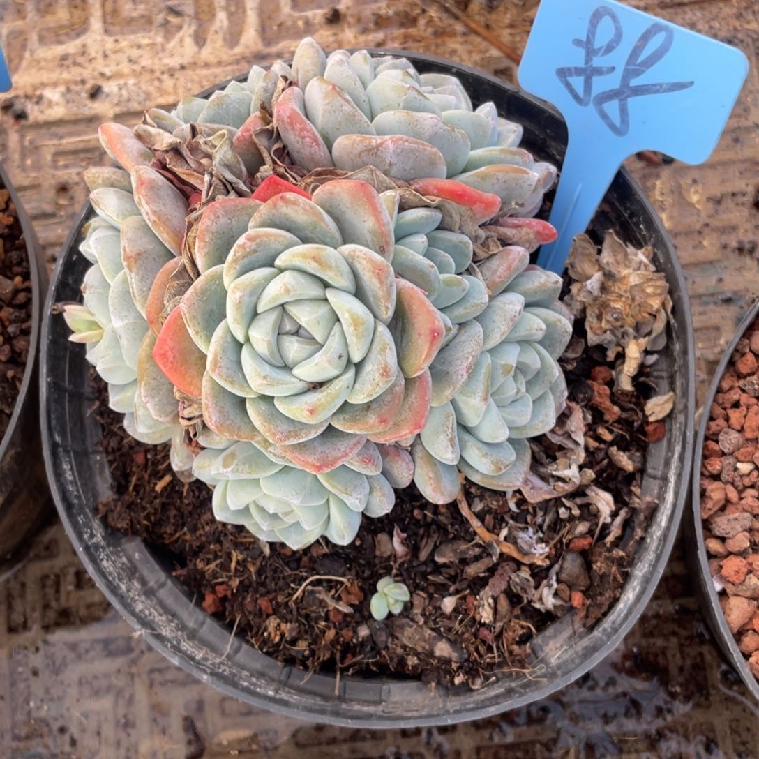 88号冰玉多头群人