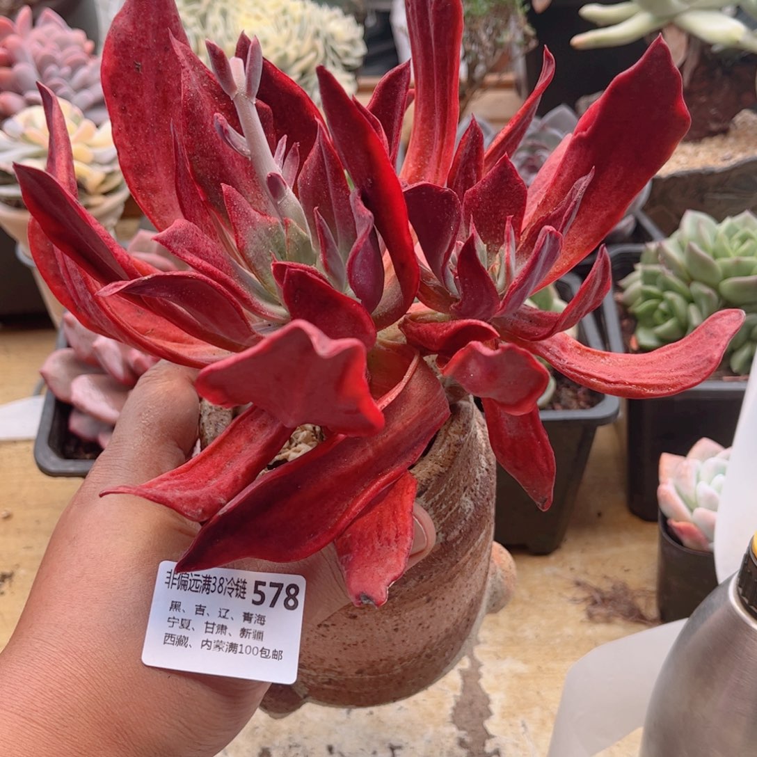 578钻石锦德华多肉