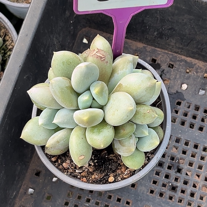 多肉植物胖体哥特805