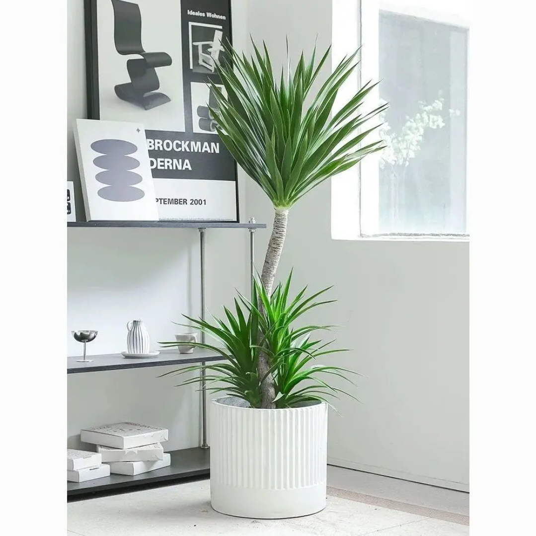 148龙血树客厅绿植净化空气吸甲醛盆栽室内办公室网红老桩植物