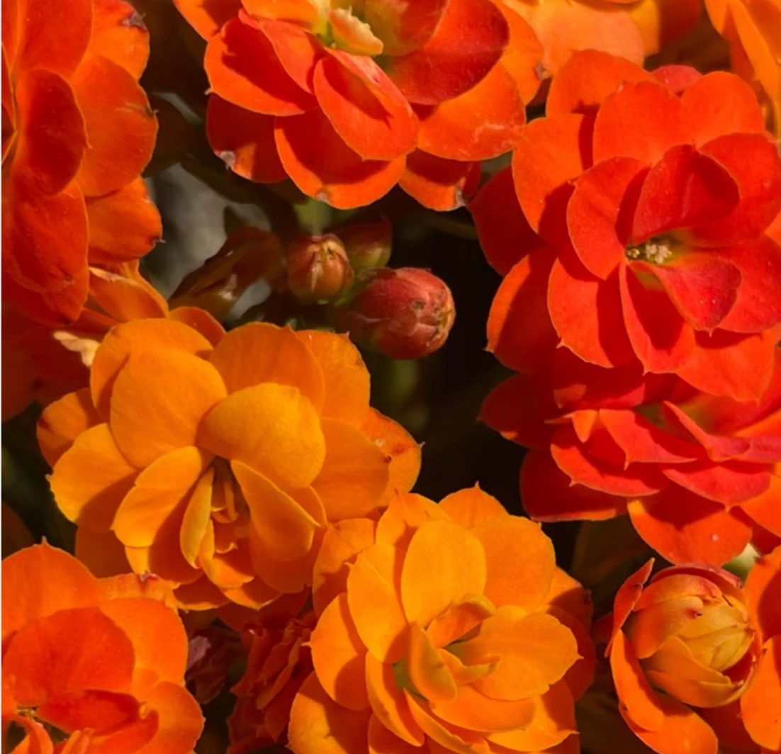 《爱马仕》130盆长寿花