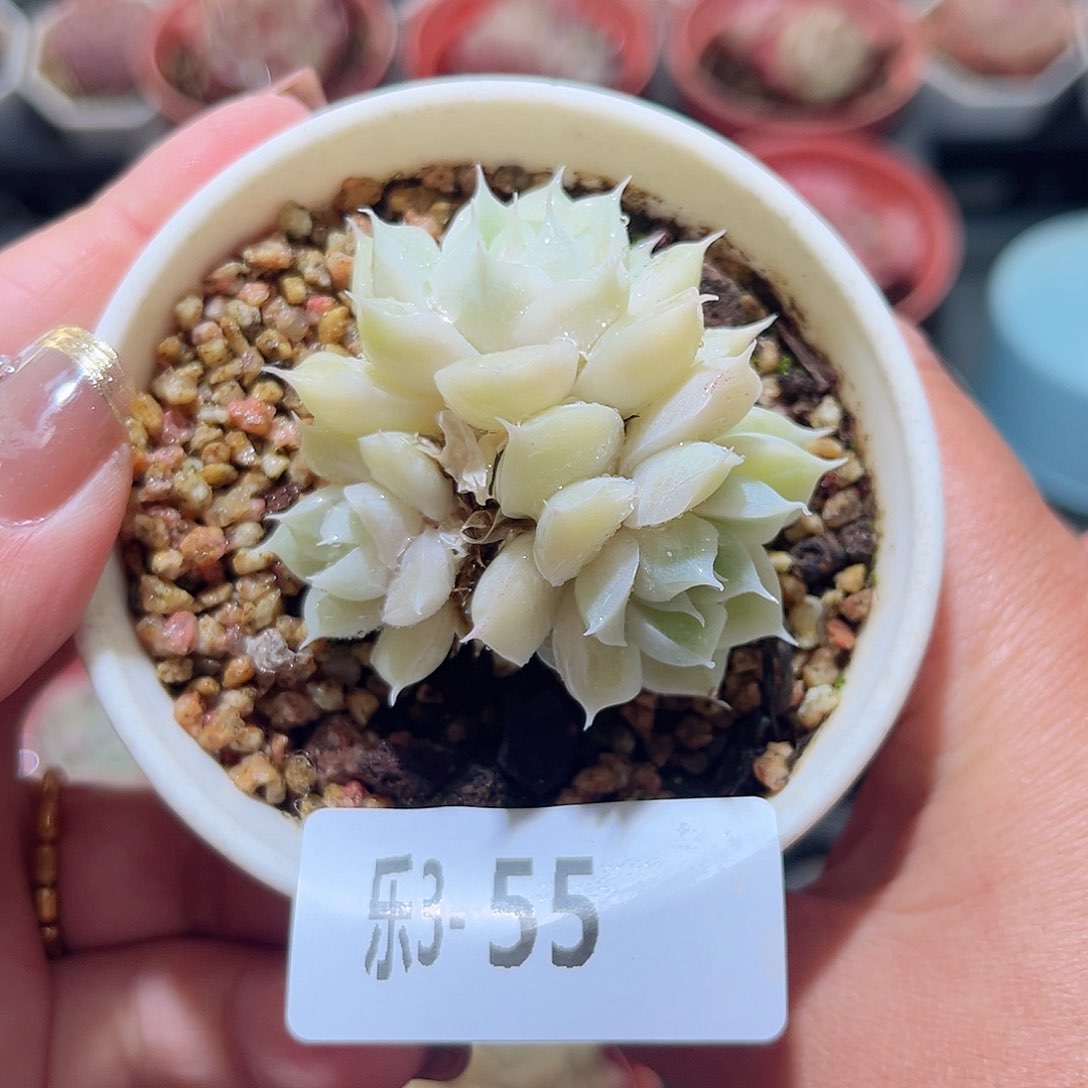 乐3-55 麦秆群不包整