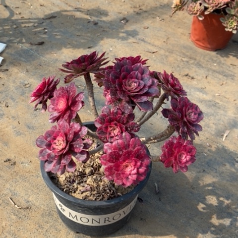 红桐超白31多肉植物法师