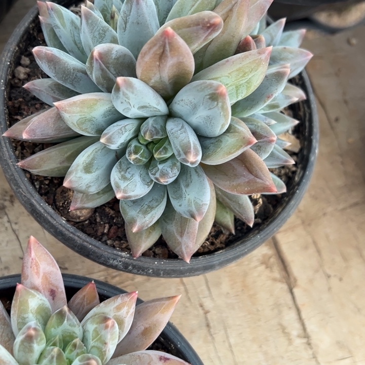 凯***女重楼群生 夏鸣园艺