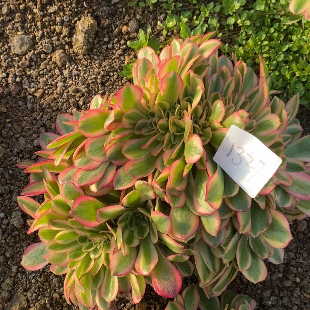 1327红袖缀多肉植物