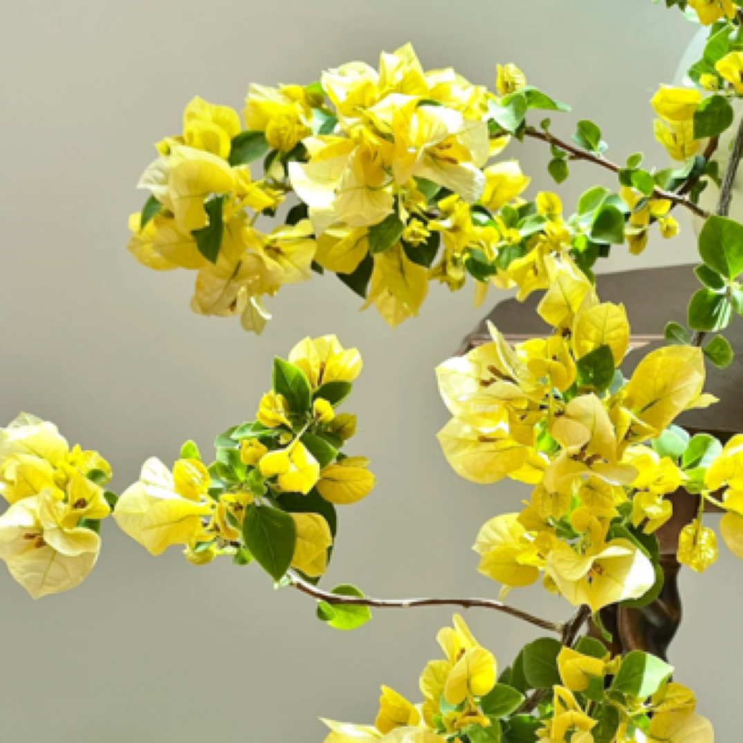 暗斑浅黄三角梅好养易活易开花