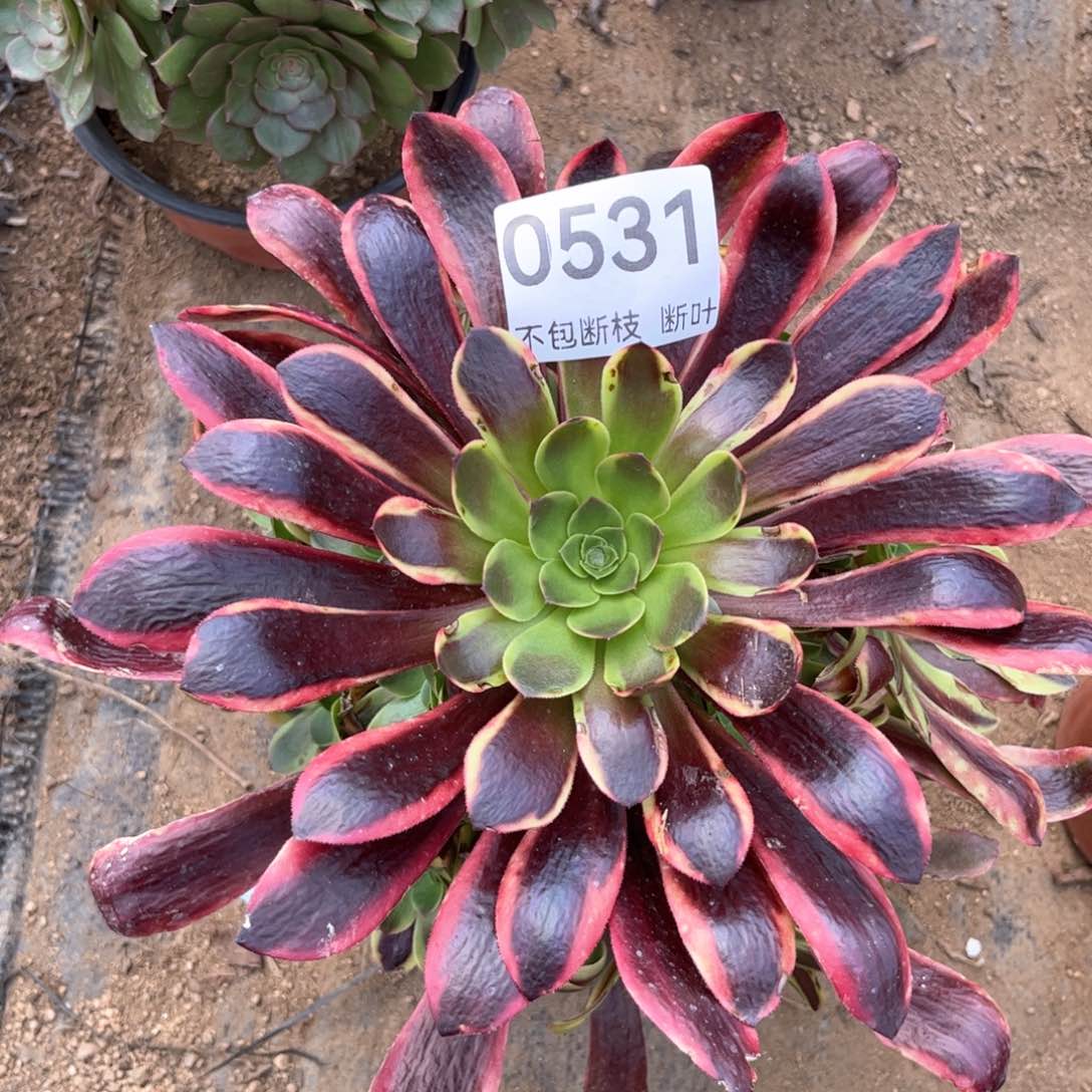 531号，欧佳丽，脱土发货