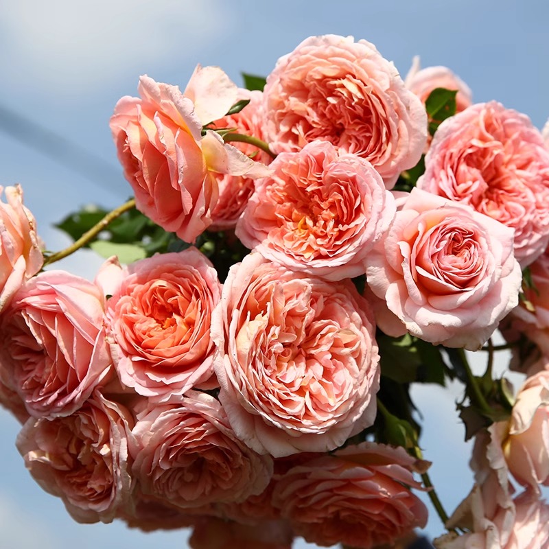 亚伯拉罕达比月季花苗多季勤花植物阳台灌木浓香玫瑰花卉丰花植物