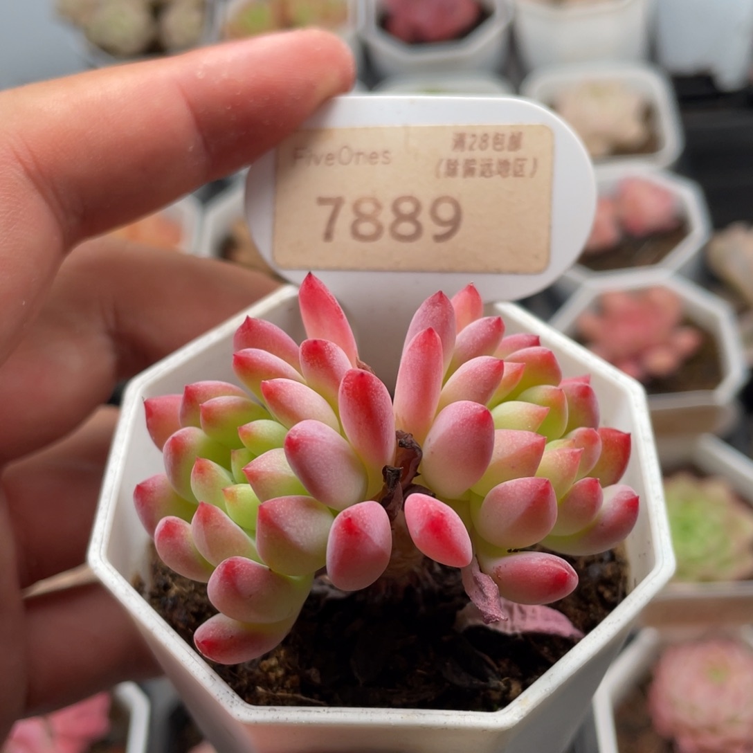 蓝苹果7889-6厘米