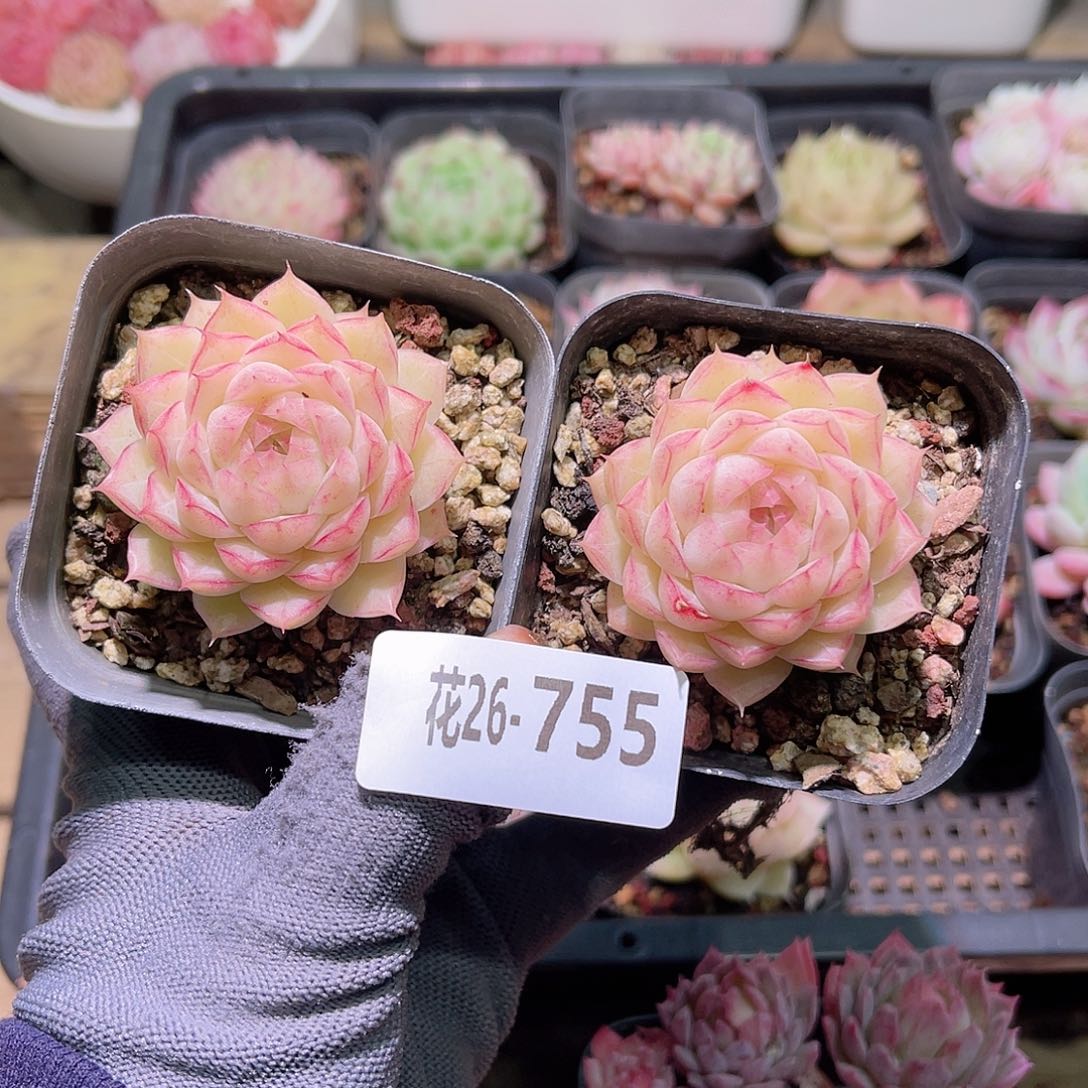 花26-755女王2  颗