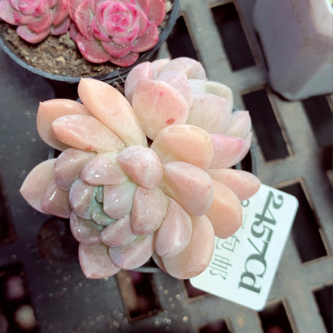 5厘米盆精控多肉2457