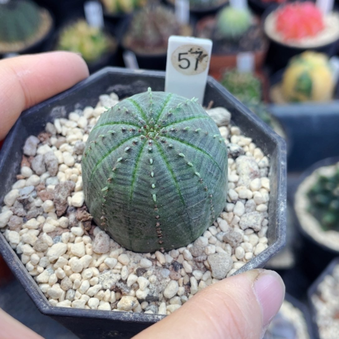 泰*盆5公分满25包邮裸根发货