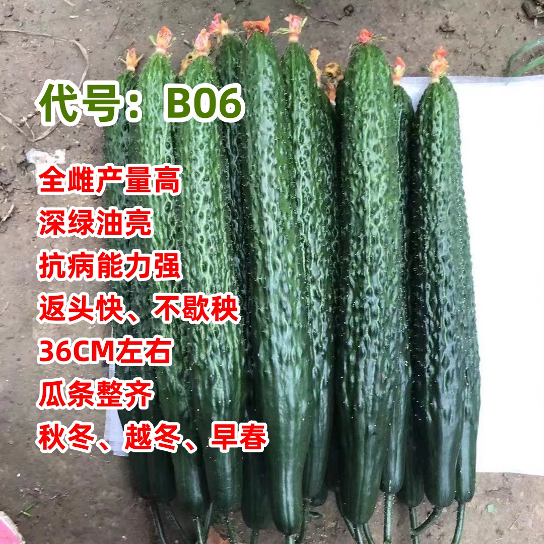 德瑞特B06号黄瓜种子【秋冬越冬早春】耐低温全雌品种耐弱光深绿亮