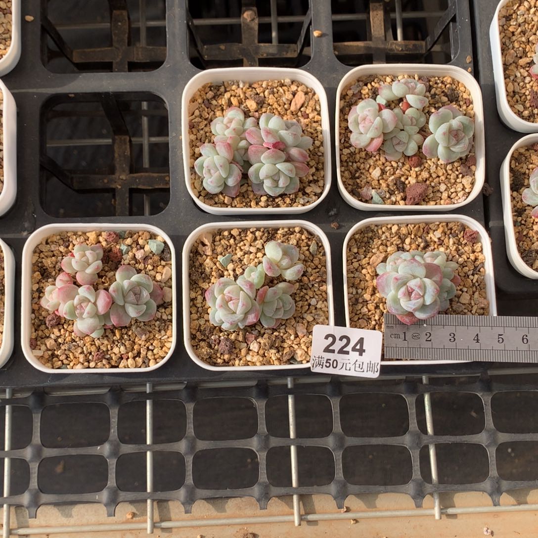 y****224白体紫心冰玉冠服4.5*5。带盆土