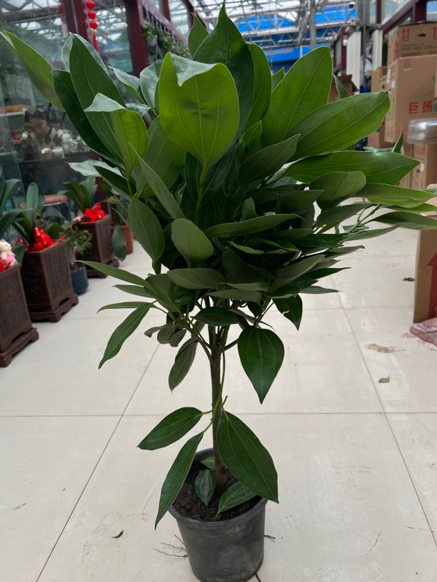 中平安树盆栽室内净化空气四季常青吸除甲醛好养绿植