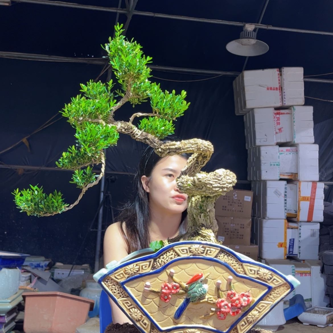 【闪购商品】黄杨盆景