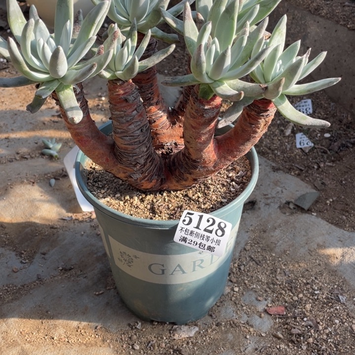 128号雪奴多肉植物