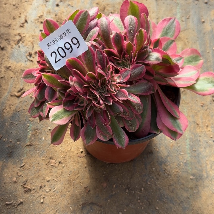 粉女巫坠多肉法师2099