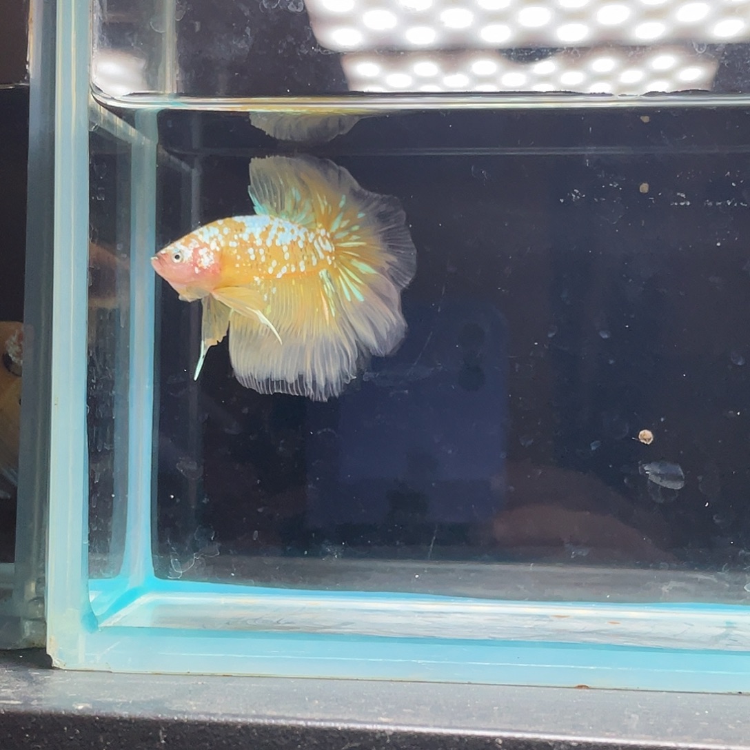 斗鱼育平斗鱼泰国斗鱼