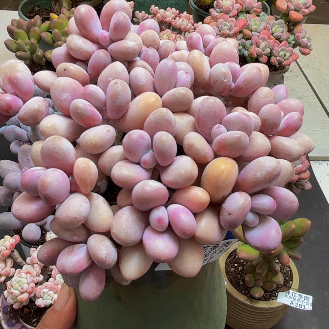 277/13cm糖果桃蛋多肉