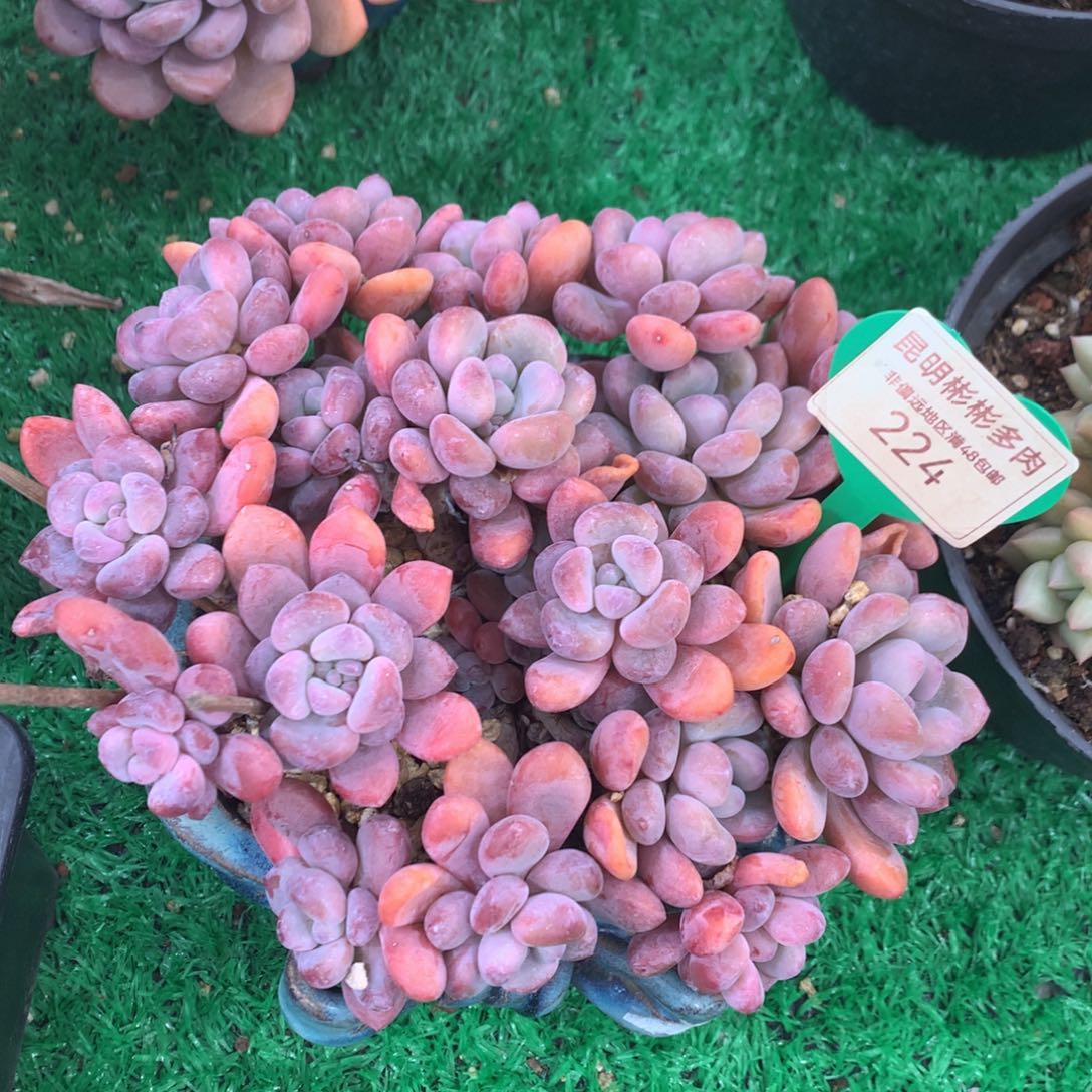 木糖醇老桩无砍224