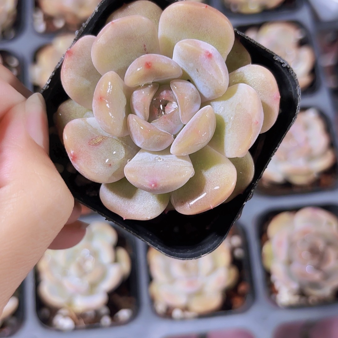 精品红恋多肉植物