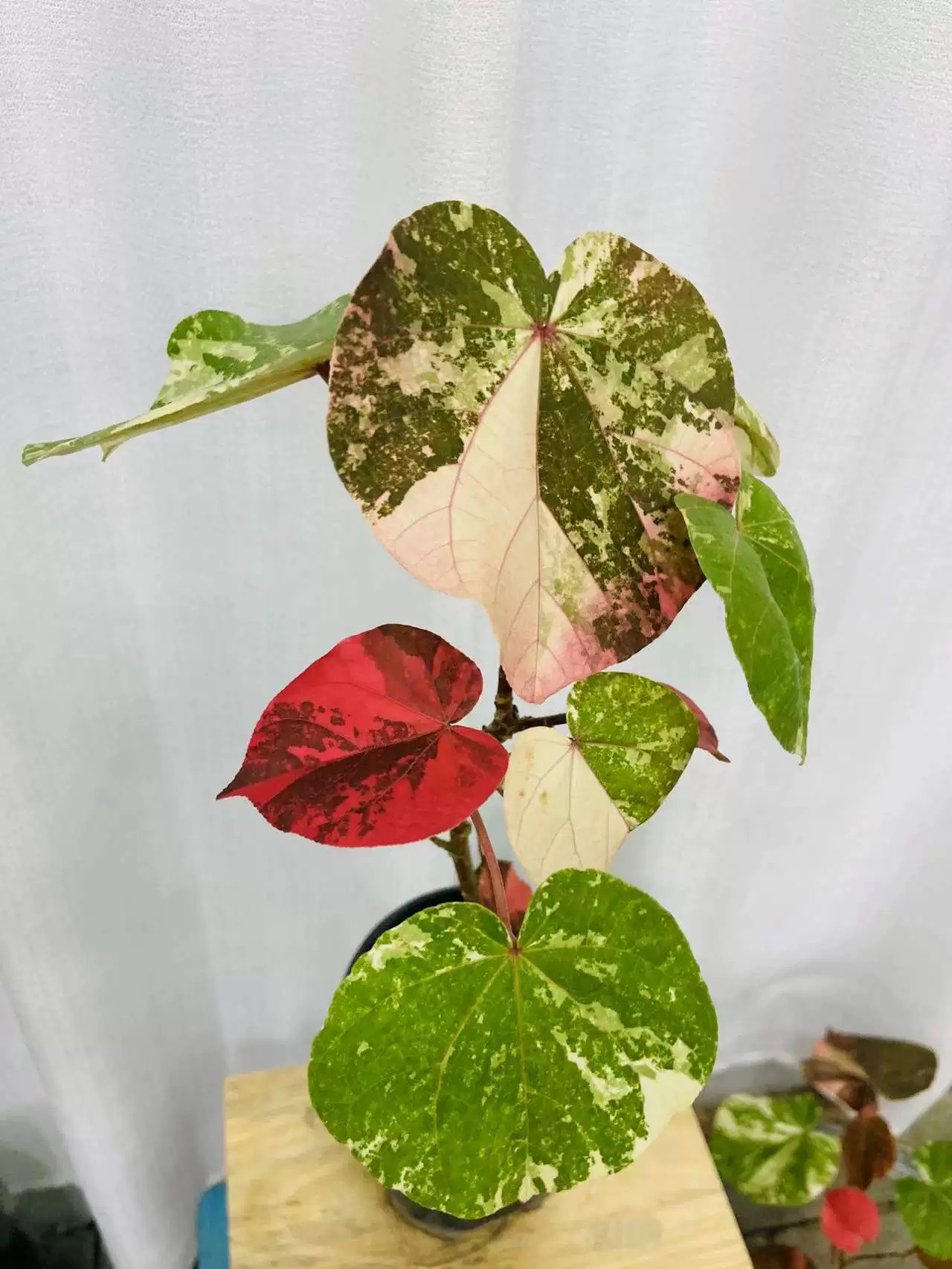 花叶黄锦斑叶室内植物稀有品种阳台庭院热带木本观叶植物