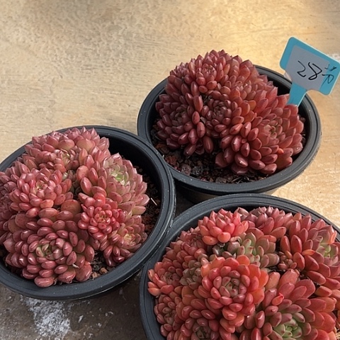 28红宝石带盆一个多肉