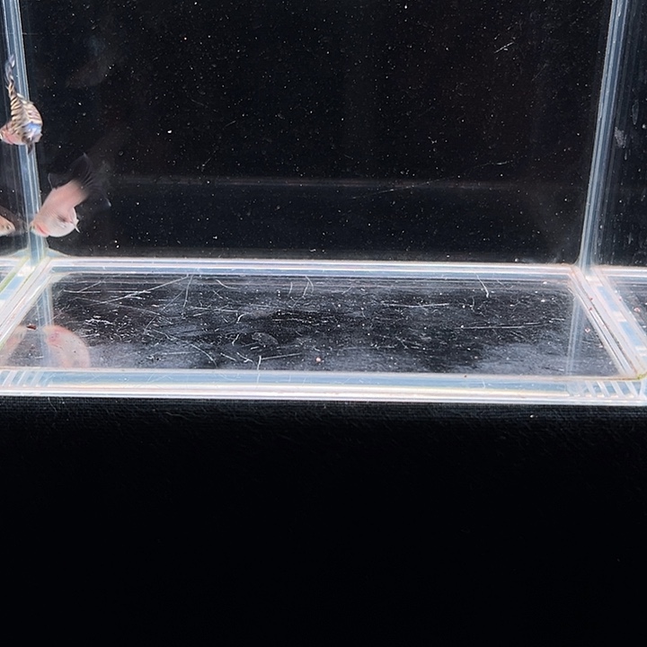 孔雀鱼黄蛇王孔雀