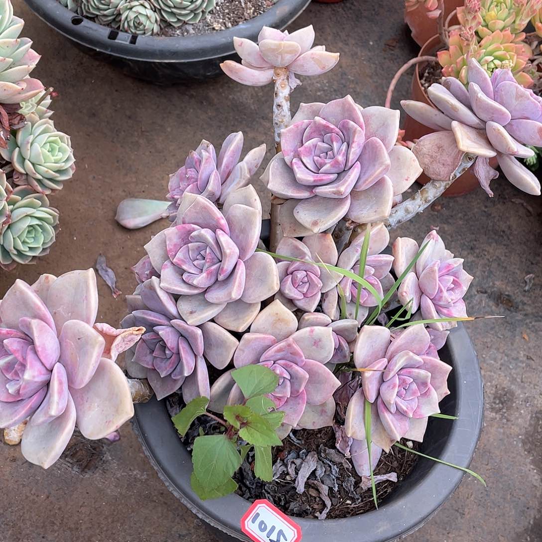 1015紫乐 一物一拍多肉