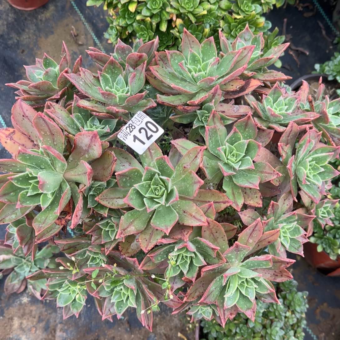 红叶多肉120满28包邮断枝不包不确定整散