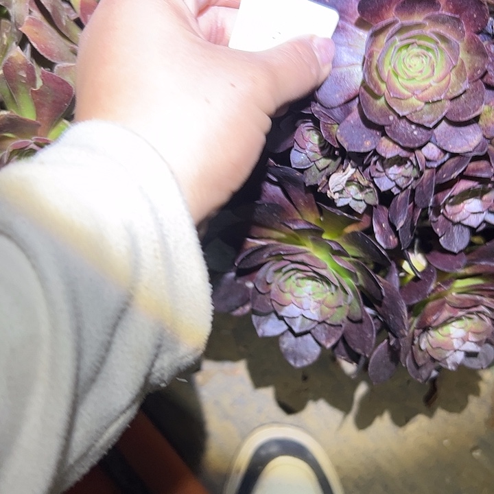 娇*多肉法师植物链接6