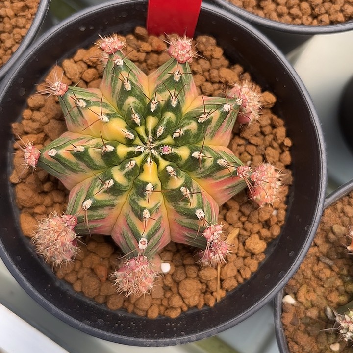 141-0513国内发货多肉