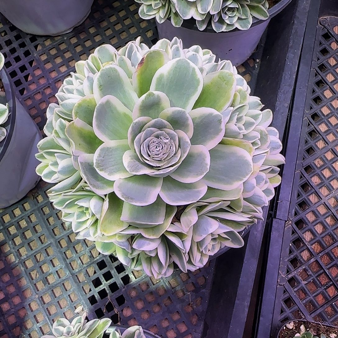 锦 非偏远包邮玻璃心慎拍