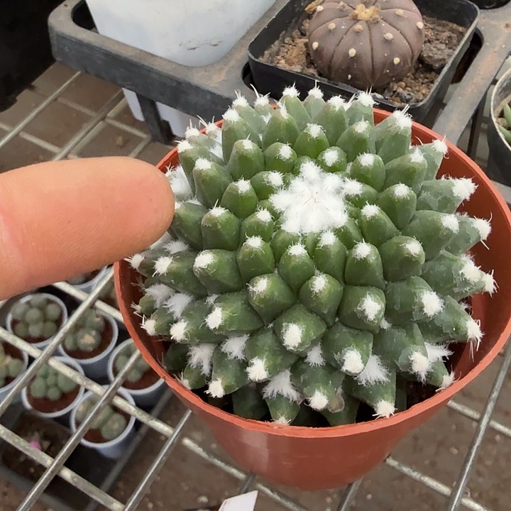 实生大雪糕7仙人球