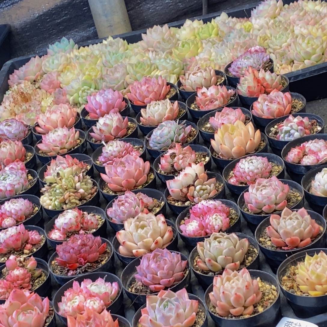 892多肉植物保护研究所所长助理研究员