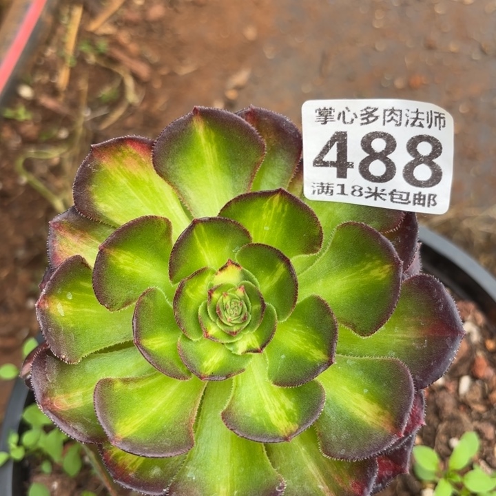 488海王七彩掌心多肉法师锦不包侧枝断枝条
